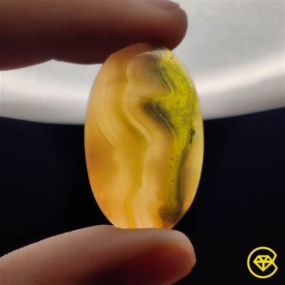 Bumble Bee Jasper