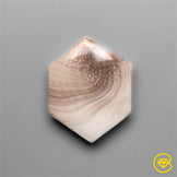 Shiva Eye Shell