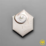 Shiva Eye Shell