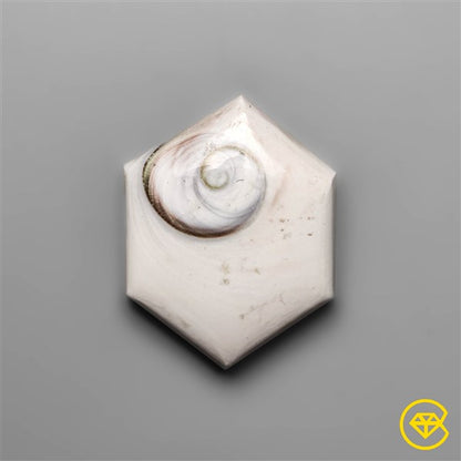 Shiva Eye Shell