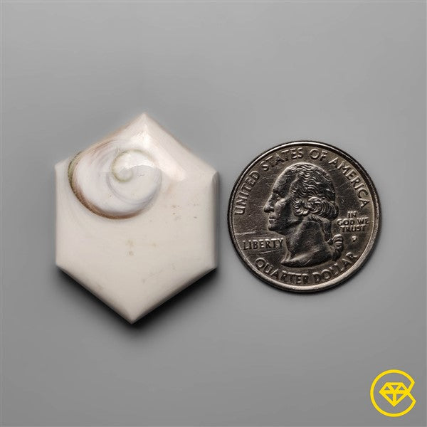 Shiva Eye Shell