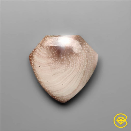 Shiva Eye Shell