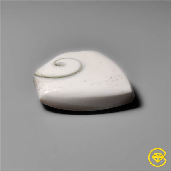Shiva Eye Shell