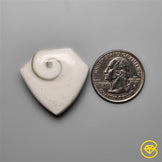 Shiva Eye Shell