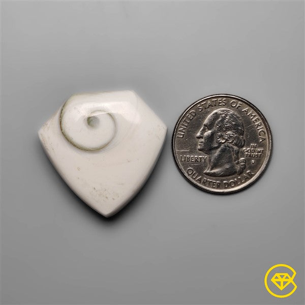Shiva Eye Shell