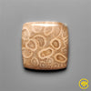 Fossil Coral