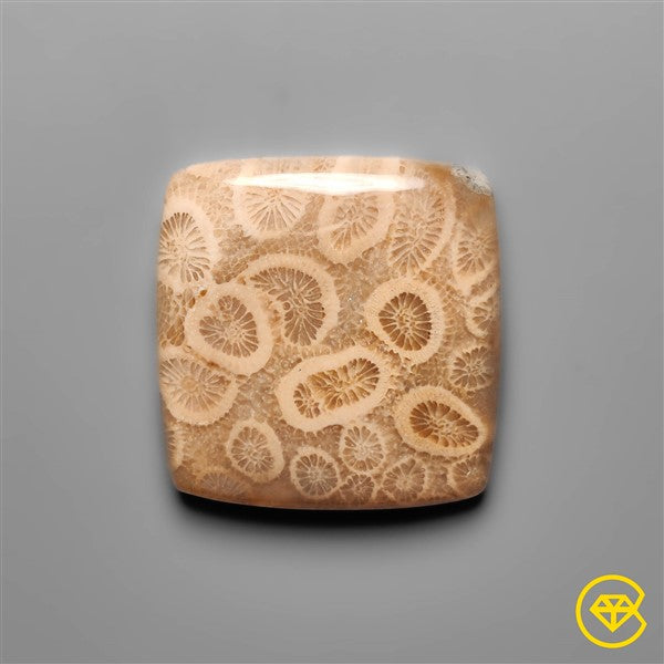 Fossil Coral