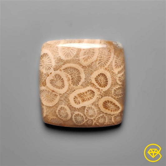 Fossil Coral