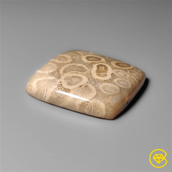 Fossil Coral