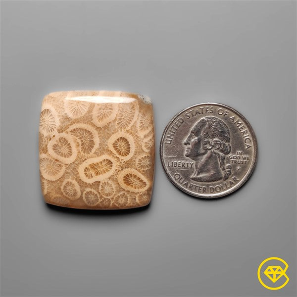 Fossil Coral