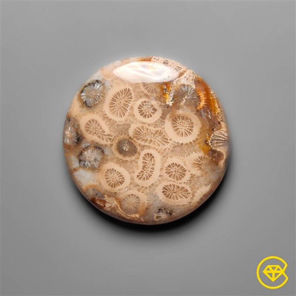Fossil Coral