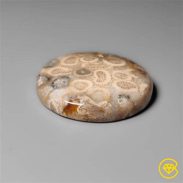 Fossil Coral