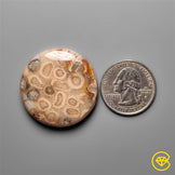 Fossil Coral