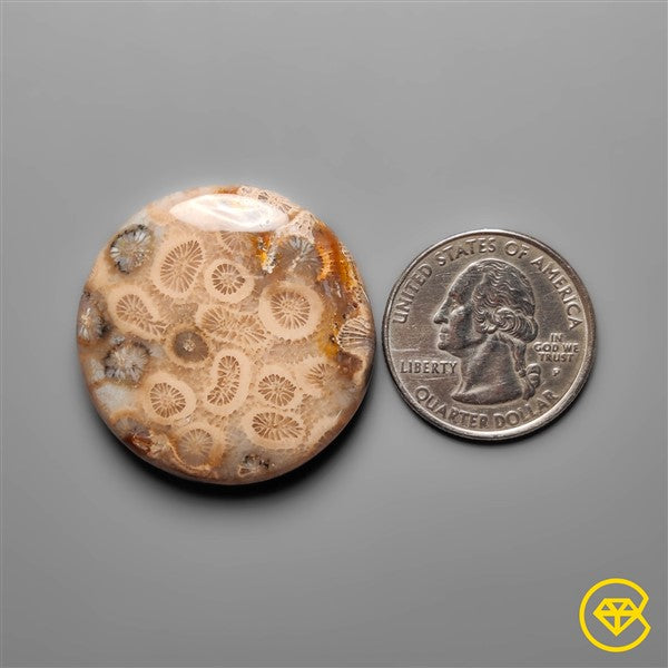 Fossil Coral