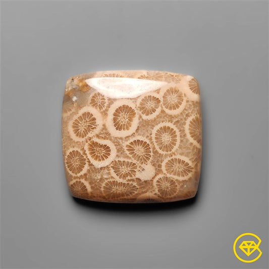 Fossil Coral