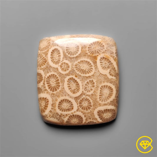 Fossil Coral