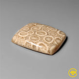 Fossil Coral