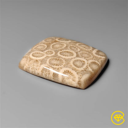 Fossil Coral