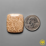 Fossil Coral