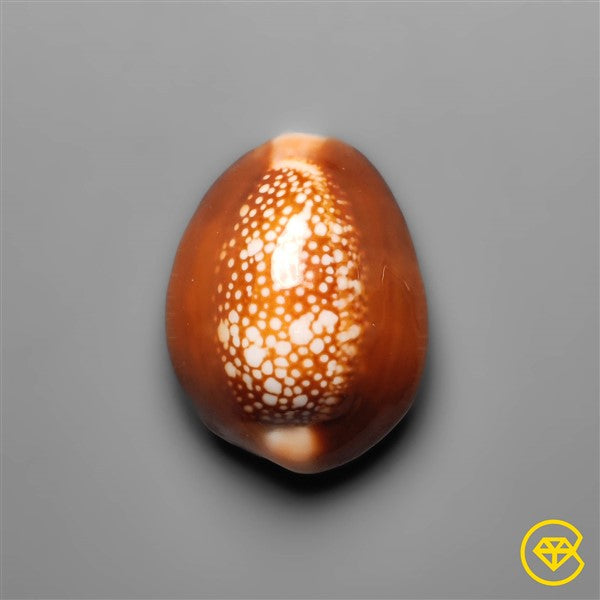 Shell
