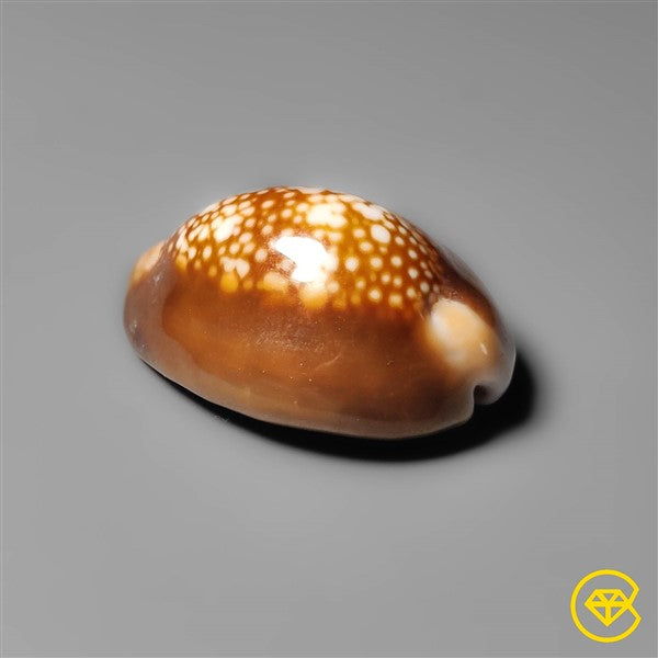 Shell