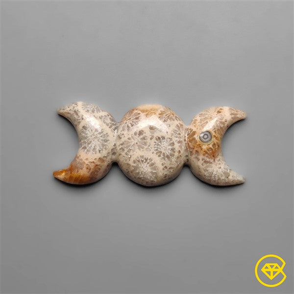 Fossil Coral