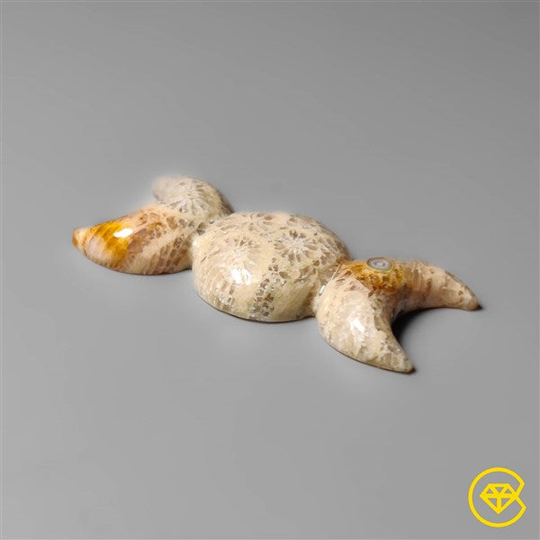 Fossil Coral
