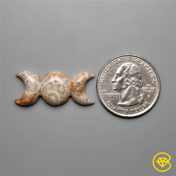 Fossil Coral