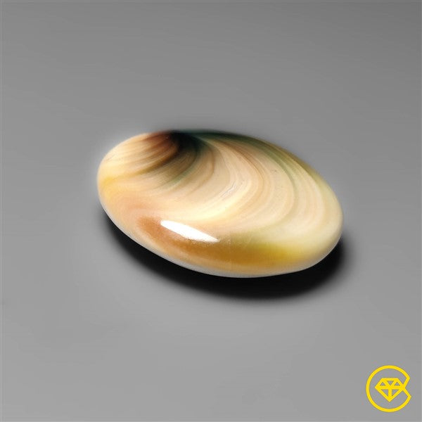 Shiva Eye Shell