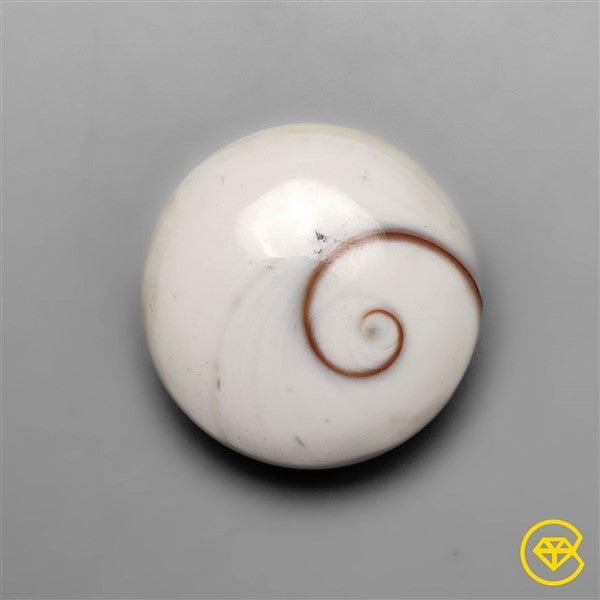 Shiva Eye Shell