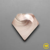 Shiva Eye Shell