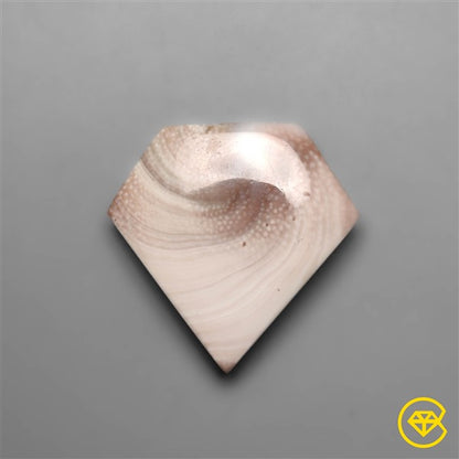 Shiva Eye Shell