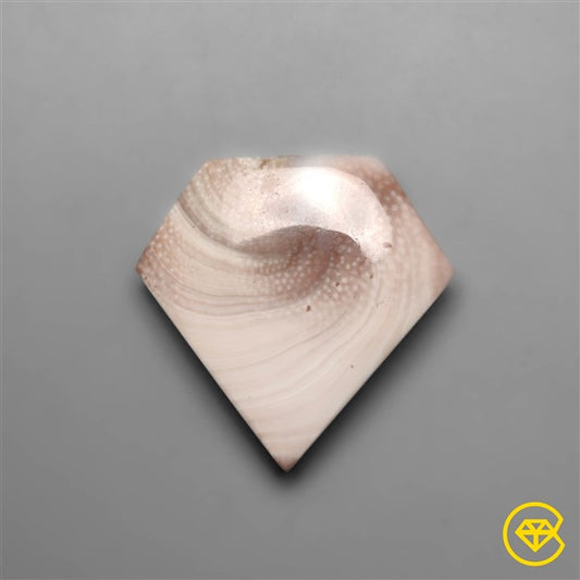 Shiva Eye Shell
