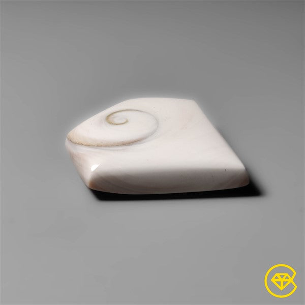 Shiva Eye Shell