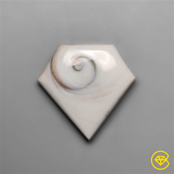 Shiva Eye Shell