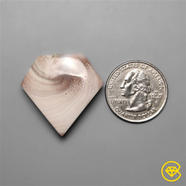 Shiva Eye Shell