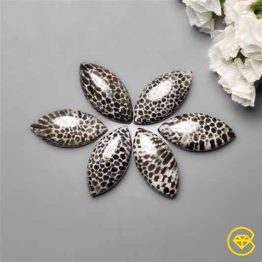 Fossil Coral
