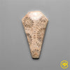 Fossil Coral