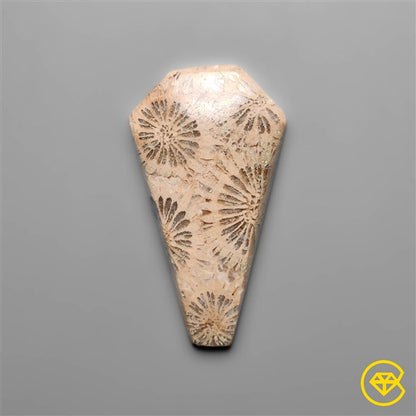 Fossil Coral