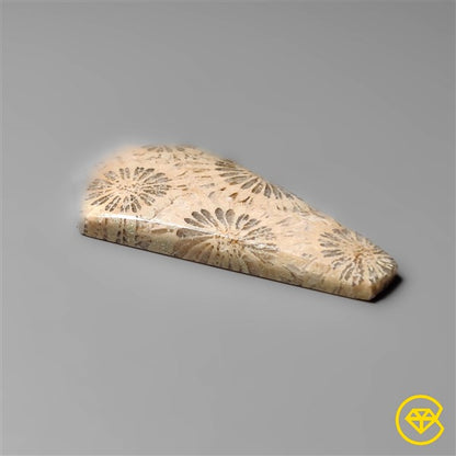 Fossil Coral