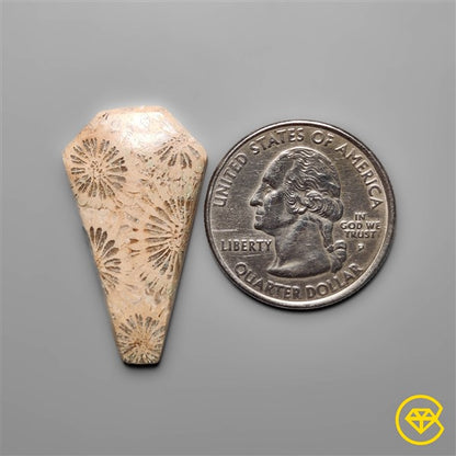Fossil Coral
