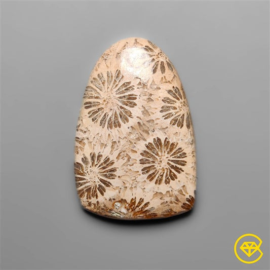Fossil Coral