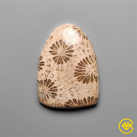 Fossil Coral
