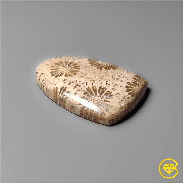 Fossil Coral