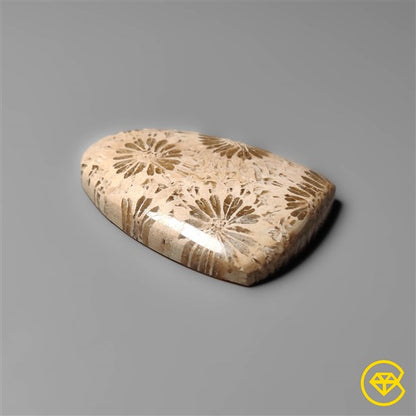 Fossil Coral