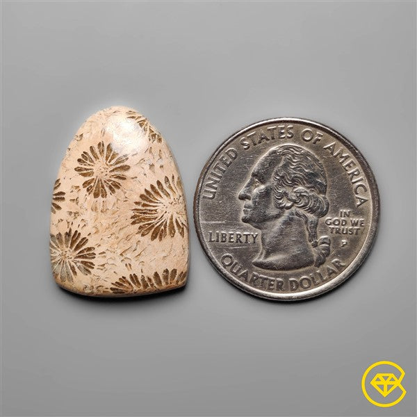 Fossil Coral