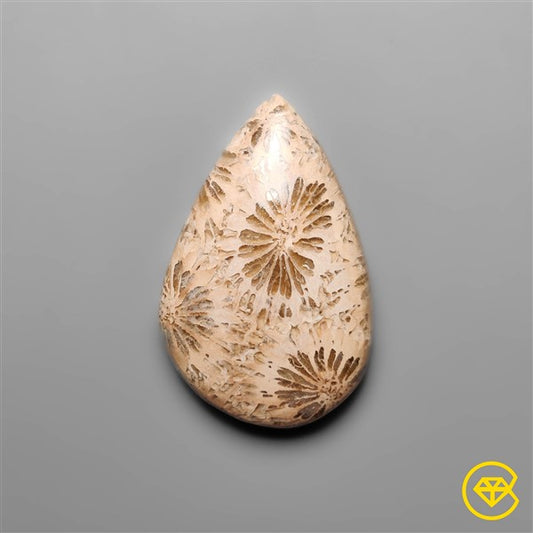 Fossil Coral