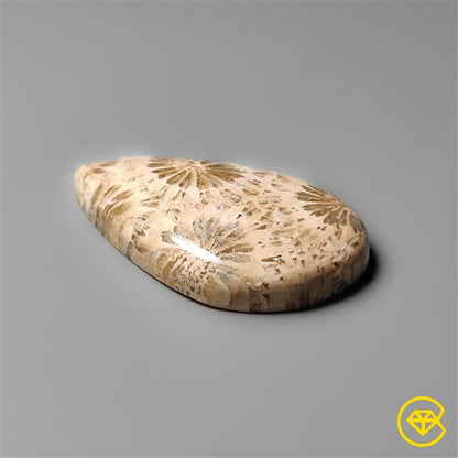 Fossil Coral