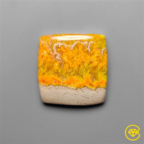 Bumble Bee Jasper