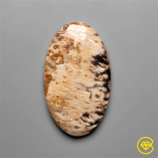 Palmroot Agate